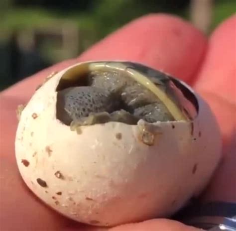 A Tiny Newly Born Turtle Seeing The World For The First Time Coub