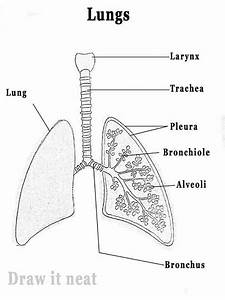 Lungs Diagram Healthiack