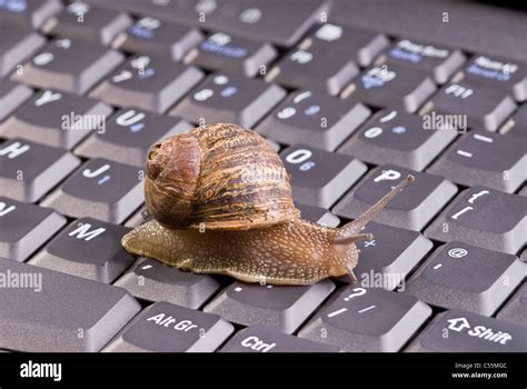 Slow Moving Snail Hi Res Stock Photography And Images Alamy