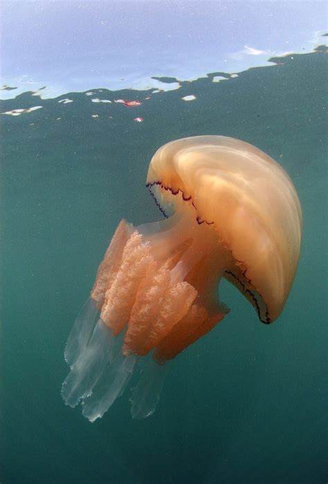 Well, that explains how he got in the water. Legions Of Giant Jellyfish Are Spotted In The Waters of ...