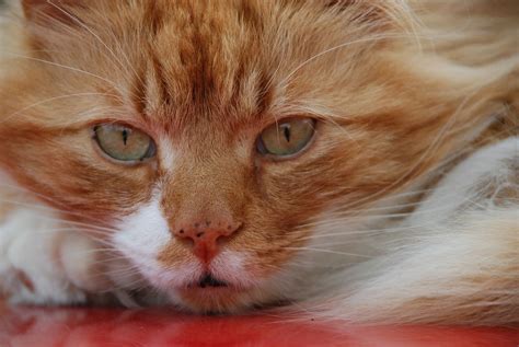 freckles on felines why do orange cats have these unique spots justinboey