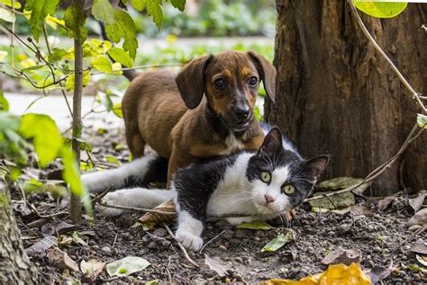 10 Reasons Why Cats And Dogs Can Get Along