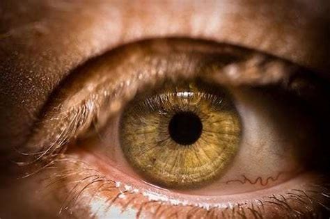 The molten amber in your eyes assures me that. Learn About The Origin of Amber Eyes in People - Guy ...