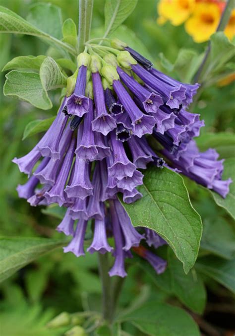 Maybe you would like to learn more about one of these? Iochroma cyanea 'Royal Blue' - Buy Online at Annie's Annuals