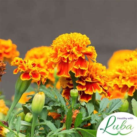 What type of marigolds keep mosquitoes away. How to Repel Mosquitoes | Mosquito repellent, How to repel ...