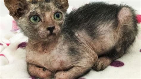 Rare Werewolf Cat Discovered In South Africa Mental Floss