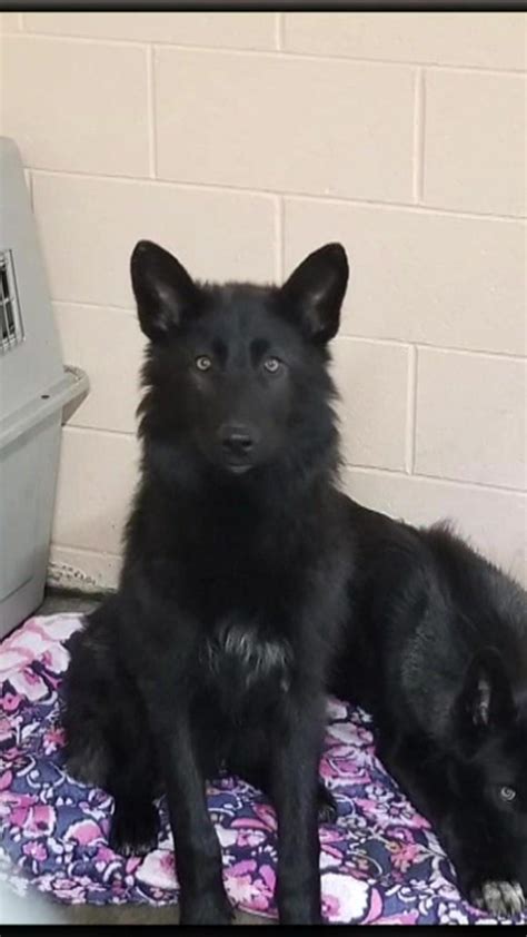 Black German Shepherd Wolf Mix Puppies