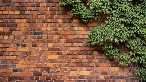 Climbing Plant Growing On Antique Brick Wall Stock Photo Download