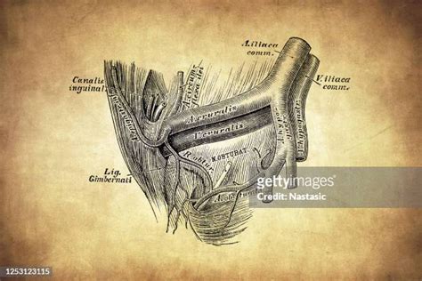 Inferior Epigastric Artery Photos And Premium High Res Pictures Getty