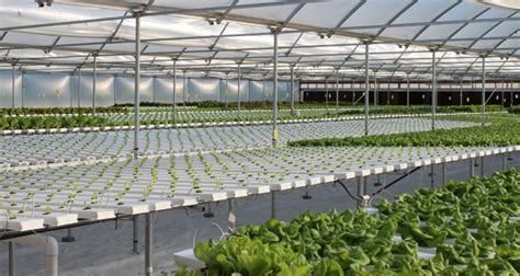 With async art, you can create, collect, and trade programmable art. NFT System | Full Hydroponic System | CropKing