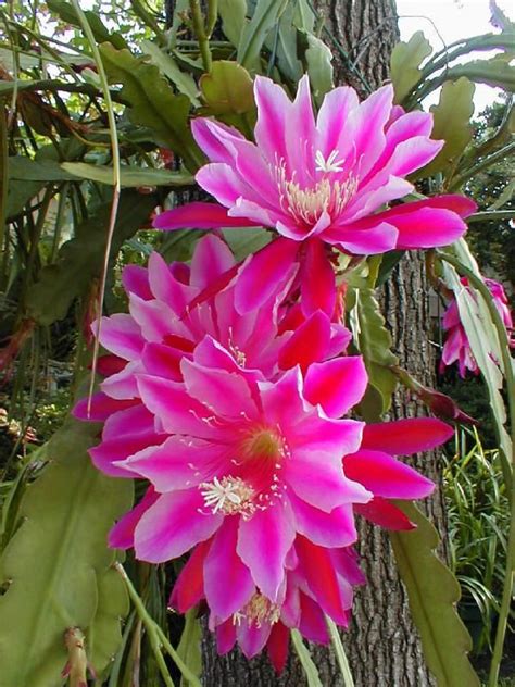 Download this flowering bonsai cactus, cactus, watercolor cactus png clipart image with transparent background or psd file for free. Pin on Beautiful Pink Flowers