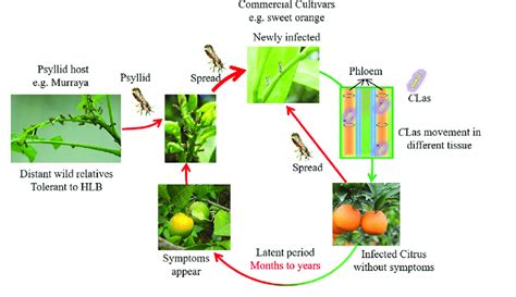 Disease Cycle Of Citrus Hlb Clas Has A Wide Range Of Hosts And Almost