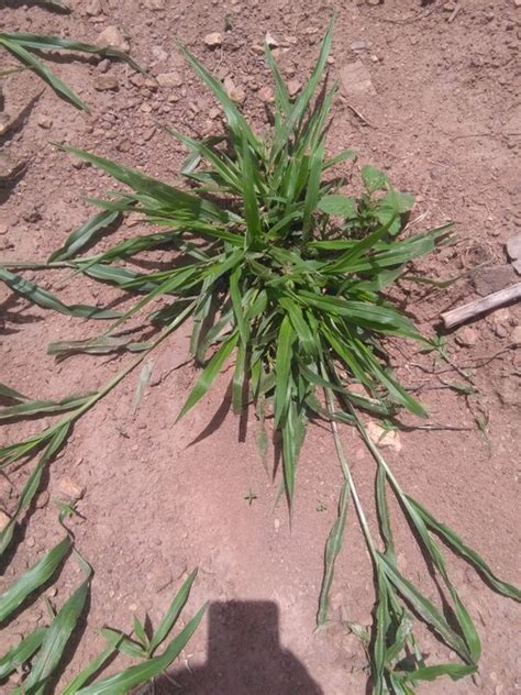 Brachiaria Grass Makes Your Livestock Grow 2 Times Faster Agriculture