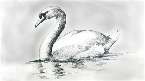 Swan Drawing With Pencil Swan Drawing Art Drawings Sketches Simple