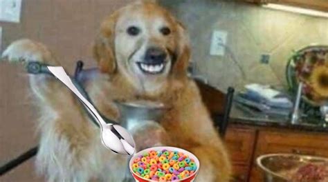 Viral Los Memes De La Creepypasta Del El Perro Que Come Cereal Con