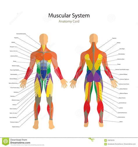 Illustration Of Human Muscles Exercise And Muscle Guide Gym Training
