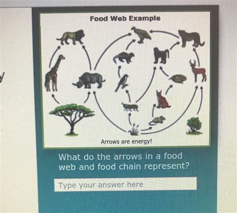 Solved Food Web Example Arrows Are Energy What Do The Arrows In A