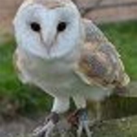 Barney Barn Owl The World Owl Trust Cumbria