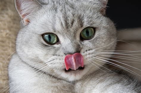 Why Do Cats Lick Plastic Your Cats Weird Plastic Obsession Explained