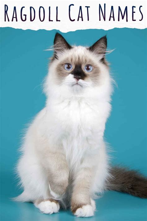 230 Ragdoll Cat Names Great Ideas For Naming Your Ragdoll Kitten Artofit