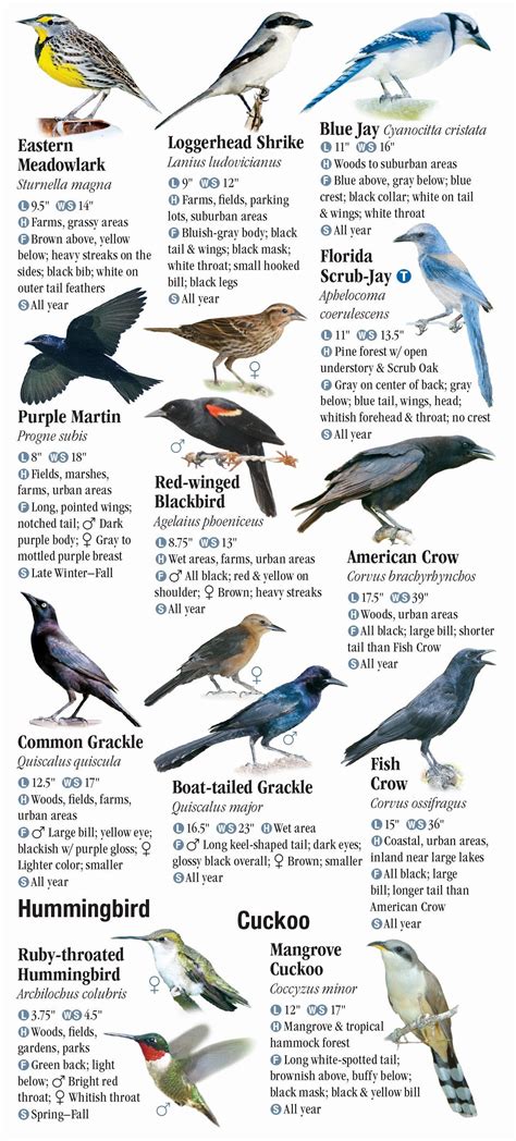 Birds Of Southwest Florida Quick Reference Publishing