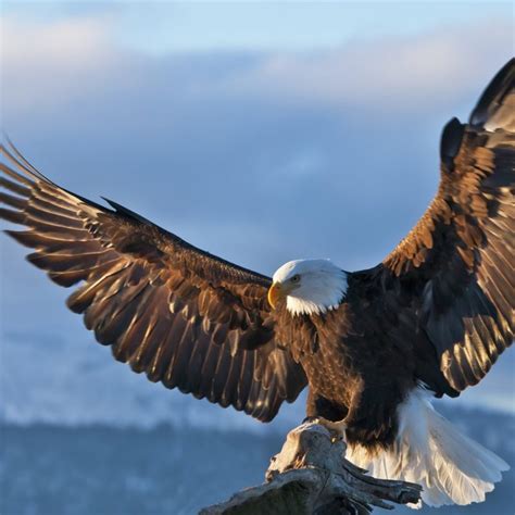 10 New Bald Eagle Wallpaper High Resolution Full Hd 1080p For Pc