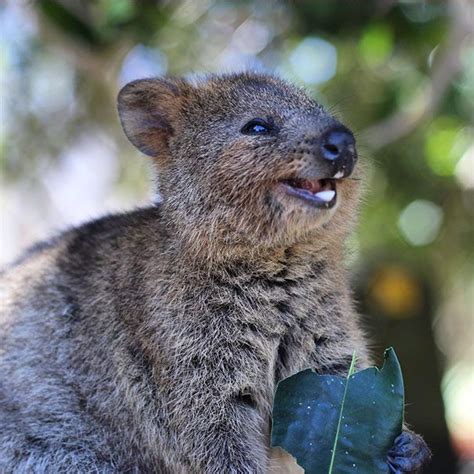 Full of quokka cuteness and happiness. Quokkas Are The Happiest Animals In The World | Quokka ...
