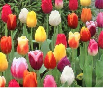 Flowers for holland, netherlands offers same day flower & gift basket delivery for holland, netherlands at very low rates. Holland National Flower Tulips Pictures