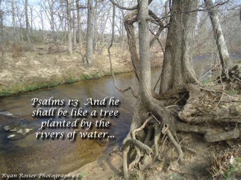 Just like a tree planted by the water. Church House Collection Blog: Psalms 1:3 And He Shall Be ...