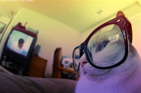 Cat Wearing Glasses On Tumblr