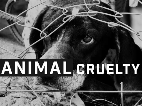 We did not find results for: Kentucky Ranked Dead Last Nationwide for Weakest Animal Protection Laws | WBONTV