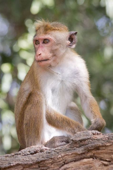 How do you say Monkey in Spanish? | Memory