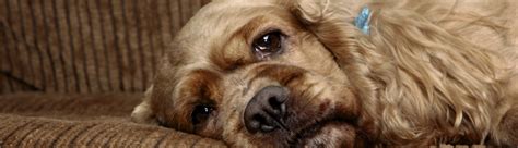 The best food for a dog with pancreatitis is one that is relatively low in fat, moderate in protein and low in fiber. Pancreatitis in dogs