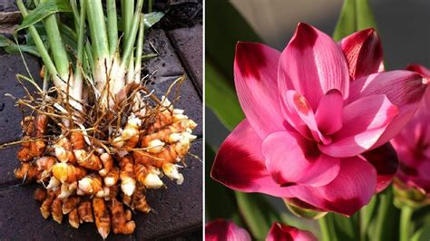 Comment Faire Pousser Et Fleurir Le Curcuma En Pot Jardin Et Bricolage