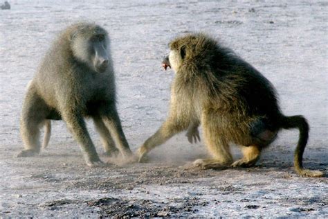 Study Of Alpha Male Baboons Shows Its Stressful At The Top The New