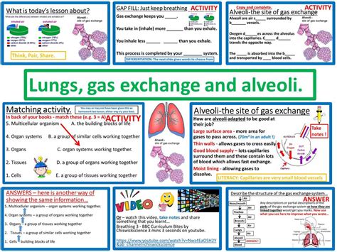 Gcse Biology 9 1 Gas Exchange And The Lungs Worksheet