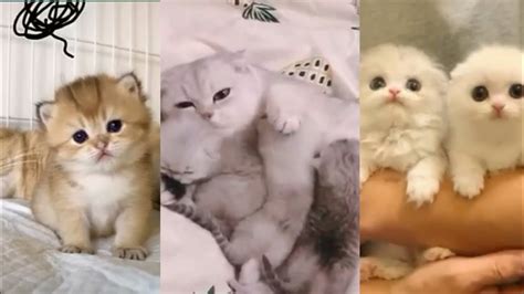 Cute Kittens In The World 2020 Youtube