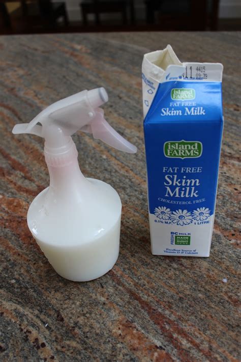 Powdery mildew is a fungus that attaches itself to leaf surfaces. The Nitty Gritty Potager: Organic Powdery Mildew Remedy
