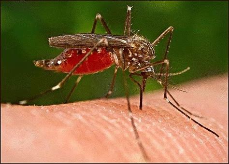 West nile virus in a kent county mosquito. Progressive Charlestown: DEM reports first West Nile Virus ...