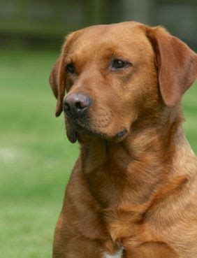 We are proud to be a labrador breeder that's part of the akc bred with heart program, breeding with health, education, accountability, responsibility and tradition. Fox Red Labrador - Jessie this is what a red lab looks ...