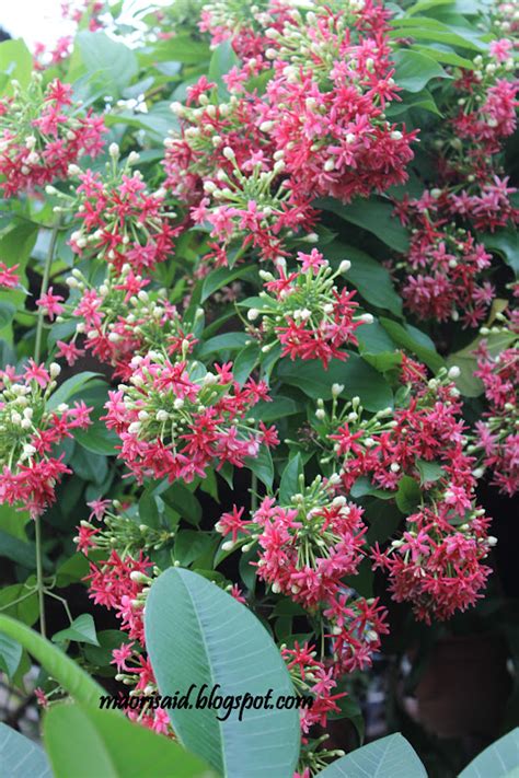 Bagi penduduk nicaragua terutama yang menetap di memandangkan bunga ini terletak di pulau yang hilang, maka catatan kapten arkwright ini harus. Mori's Kitchen: Bunga Akar Dani