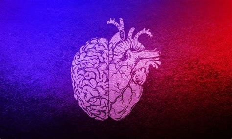 Heart Brain Connection Research The Nervous System And More