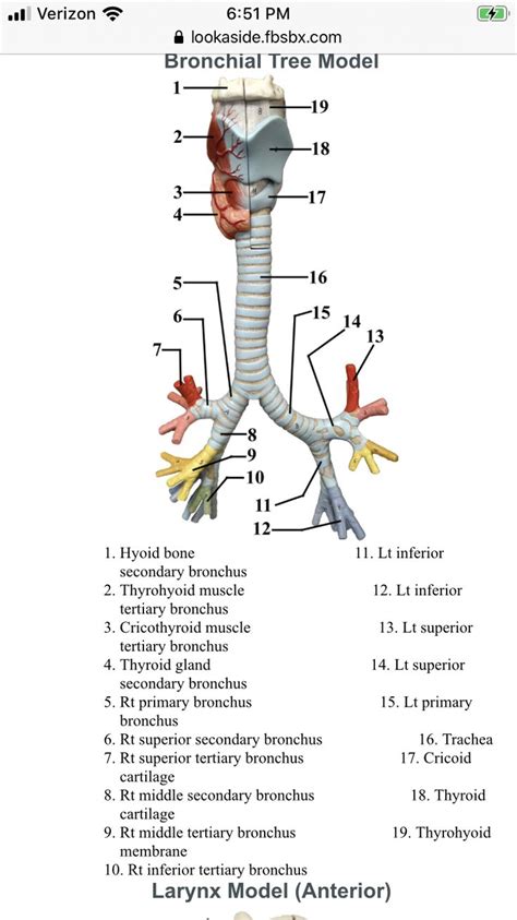 Pin By Brooke Bourgeois On School Stuff Medical School Life Basic