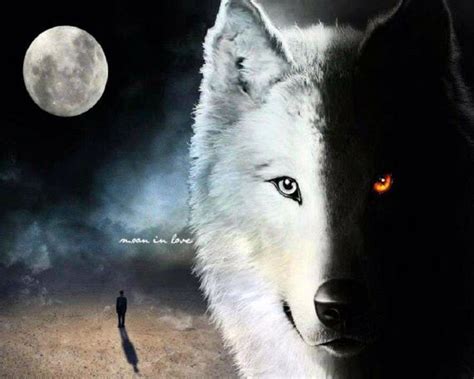Worlds best black wolf stock pictures photos and images. Half Black, Half White Wolf | Wolves | Pinterest | Wolves ...