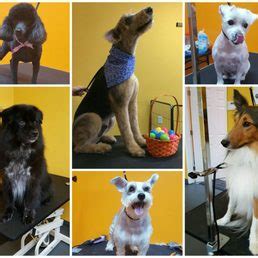 1508 se village green dr. Paws Paradise - 28 Photos - Pet Groomers - 2846 SW Port St ...