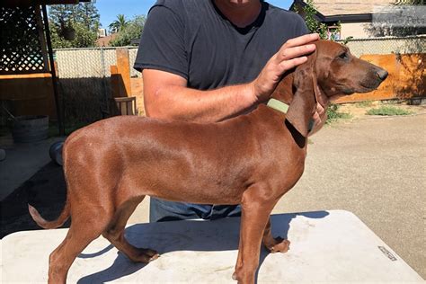 Redbone coonhound pups they r four months old two males full blooded no papers need to sell purebred redbone puppies two female, four male for sale ready now make wonderful pets or. Molly: Redbone Coonhound puppy for sale near Bakersfield, California. | 47986595-9e51