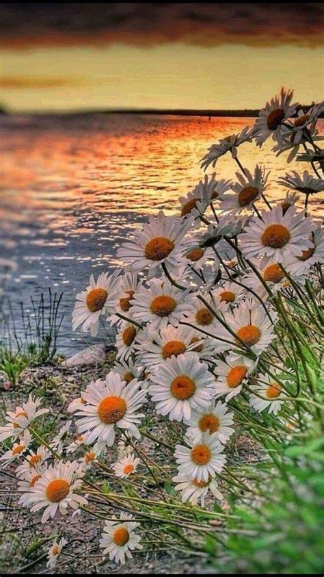Daisies Sunset Flower Pictures Beautiful Nature Flower Painting