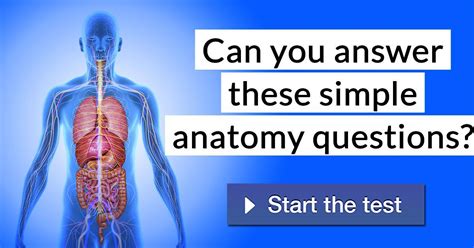 Can You Answer These Simple Anatomy Questions