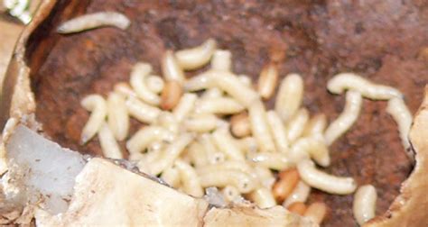 They show up for a reason. Getting Rid of Maggots - The Only Guide You Need