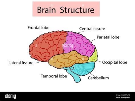 Vektor Isolierte Illustration Der Gehirnstruktur Im Kopf Des Menschen